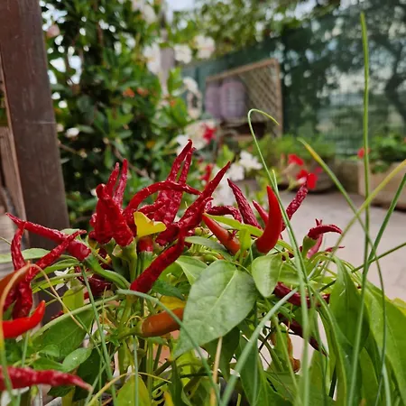 Holiday home Rose In Affitto *